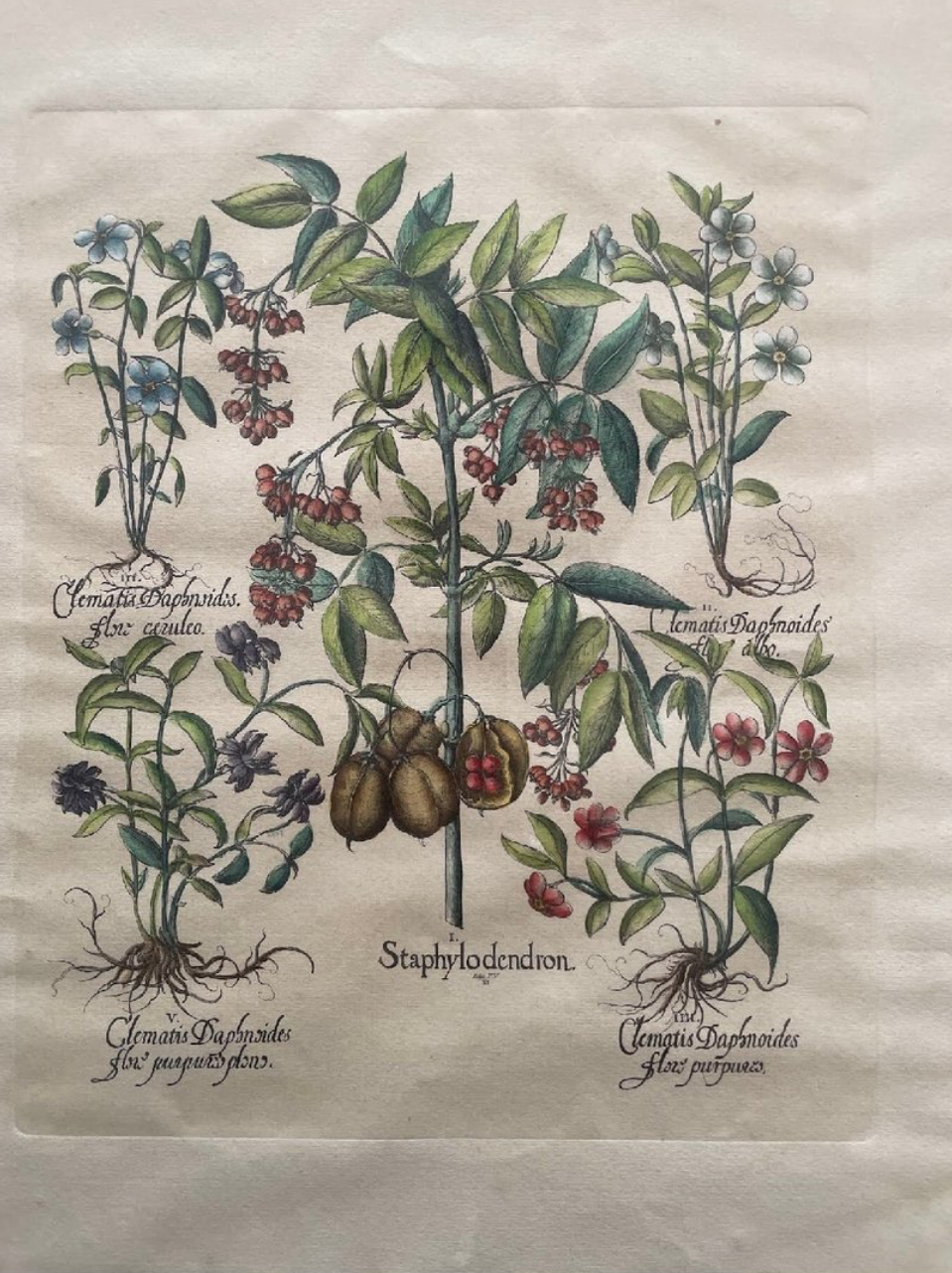 Besler, Hortus Eystettensis — Staphylodendron and Clematis Daphnoides, hand-coloured engraving