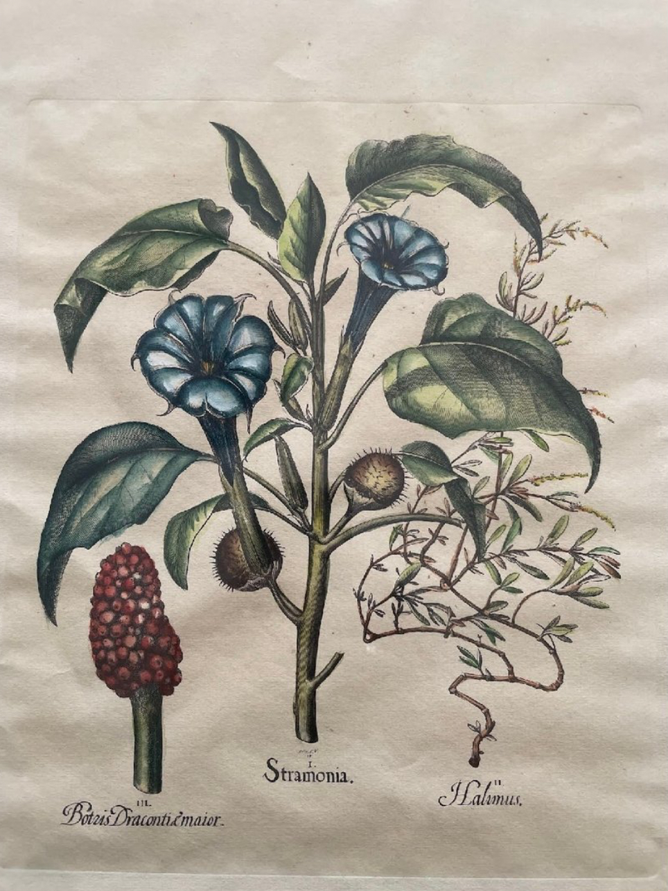 Besler, Hortus Eystettensis — Stramonia, Halimus, Baccæ Draconis maior, hand-coloured engraving