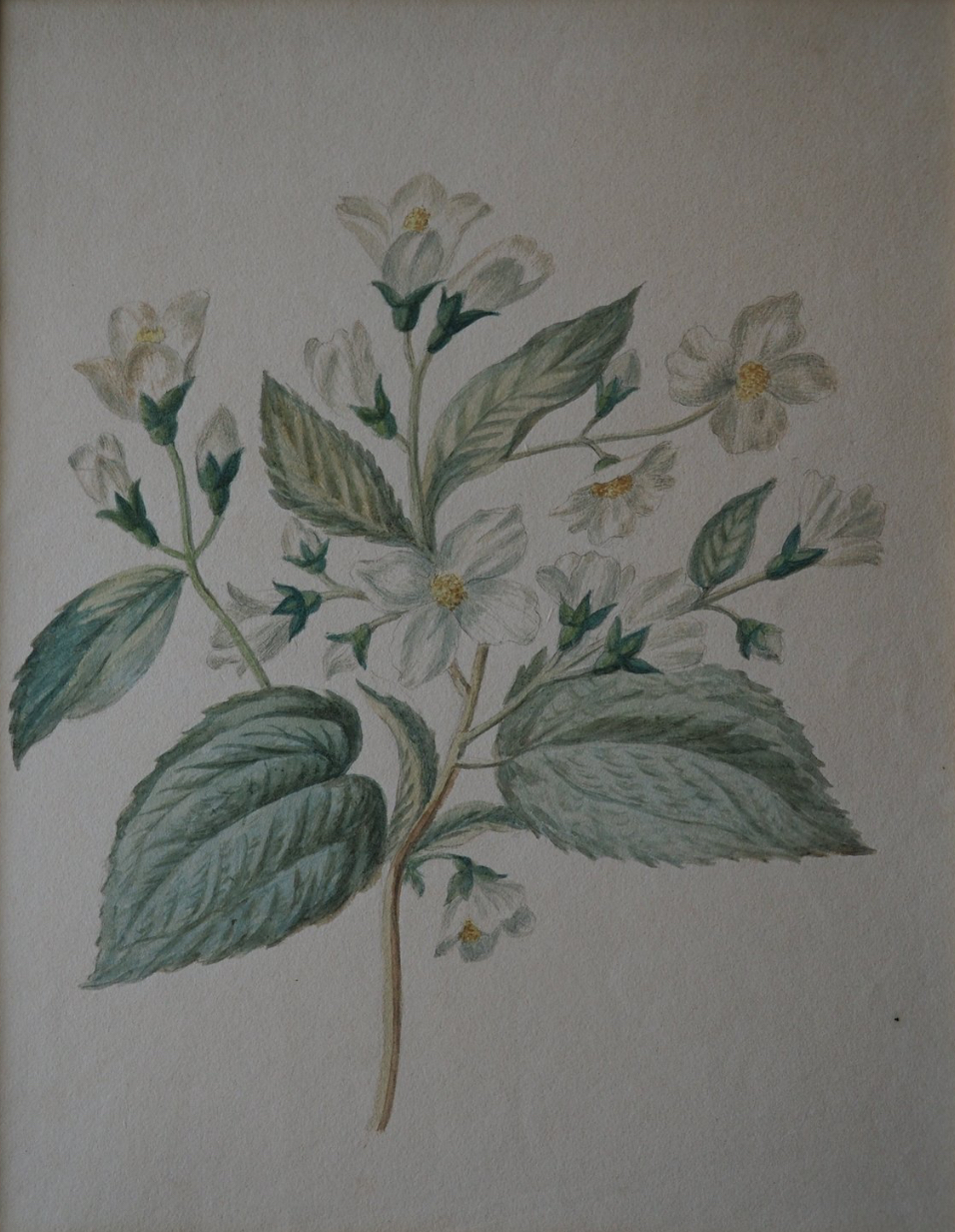 Attributed to Michiel van Huysum — 18th-century botanical watercolour of a flowering branch